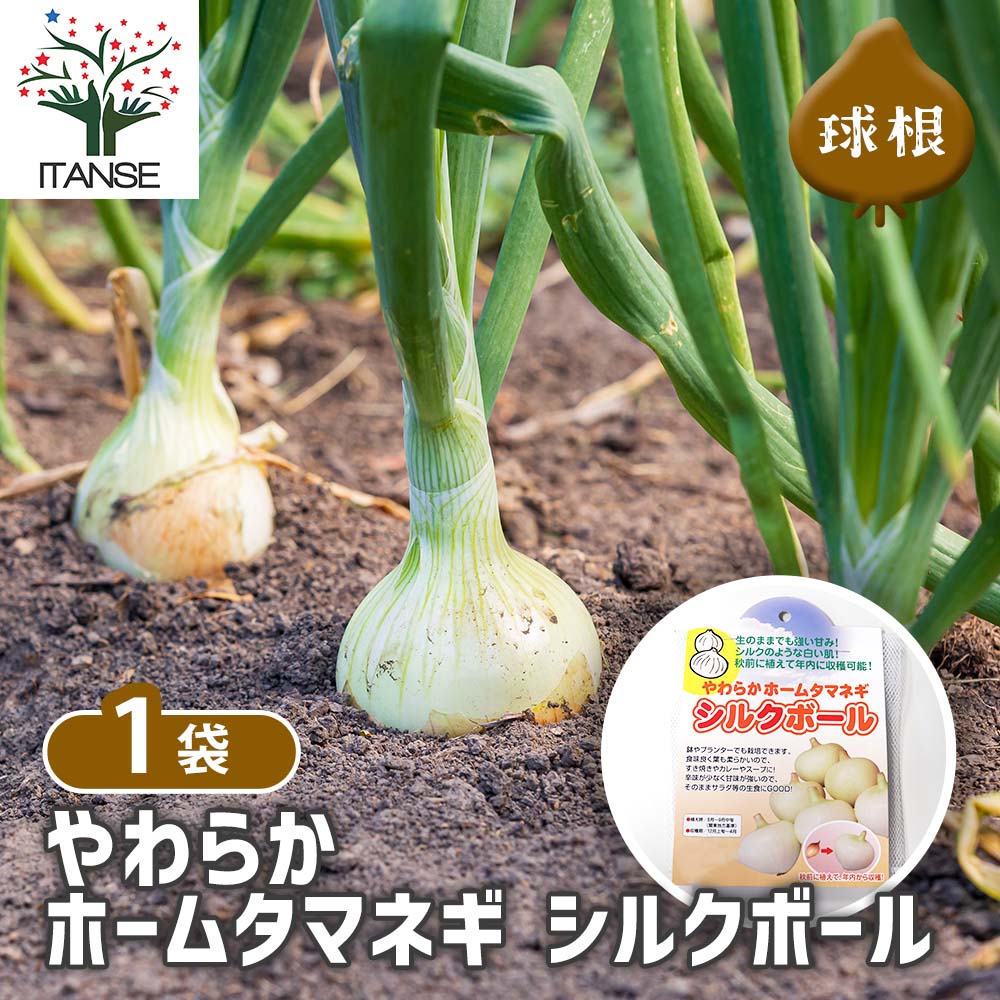 かずページ　ホーム玉ねぎ　シルクボール　500球 やわらかホームタマネギ シルクボール 【野菜球根 約15球／1個売り
