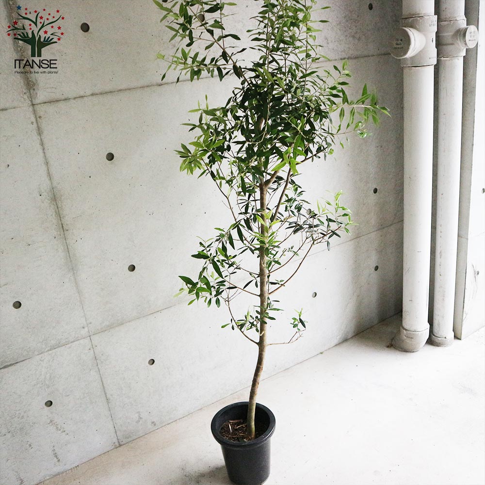 オリーブの苗木 品種不明【果樹の苗木 8号鉢大苗／1個売り】｜ 【植物