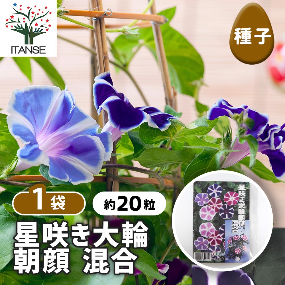 種子 星咲き大輪混合朝顔 【 約20粒／1袋売り】｜ 【植物の