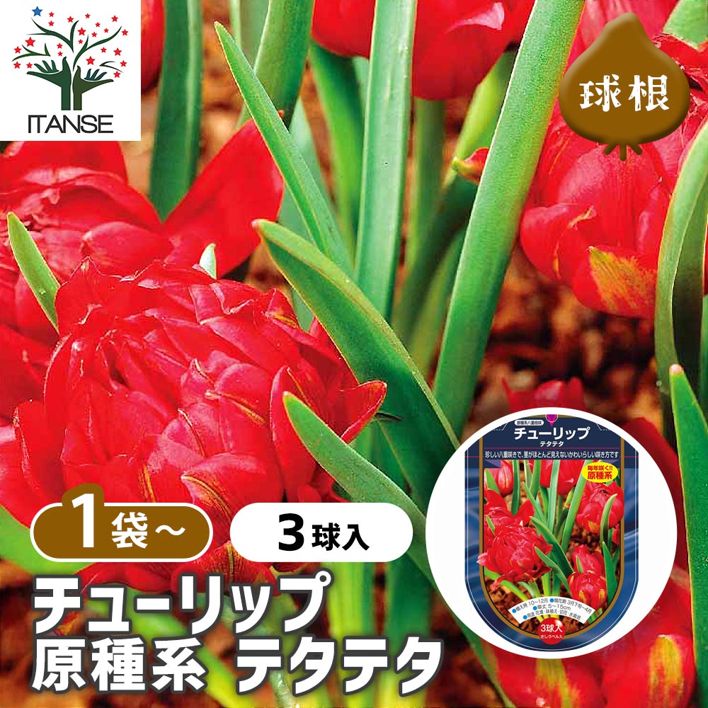 チューリップ 原種系 テタテタ