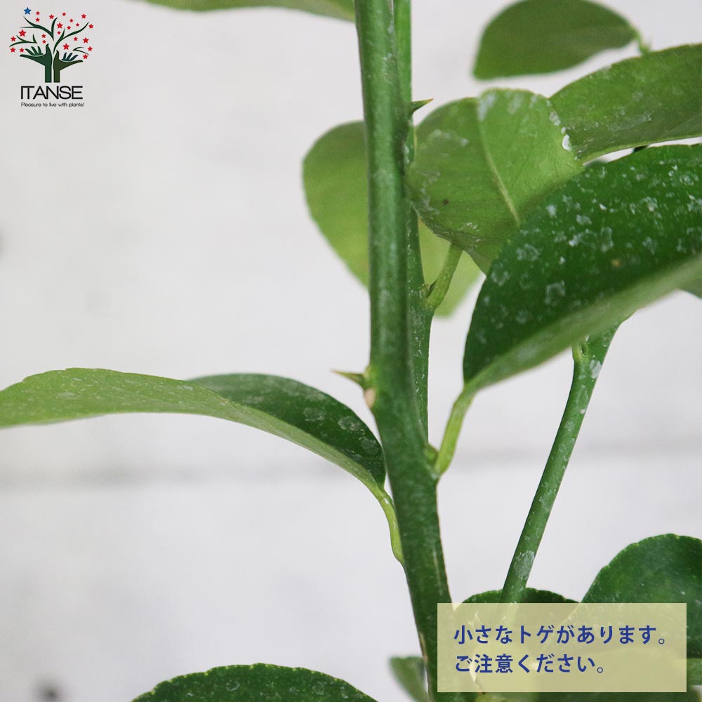 大実タヒチライムの苗木 【果樹の苗木 7号白プラ鉢 しっかり大きい2年生 接木苗／1個売り】