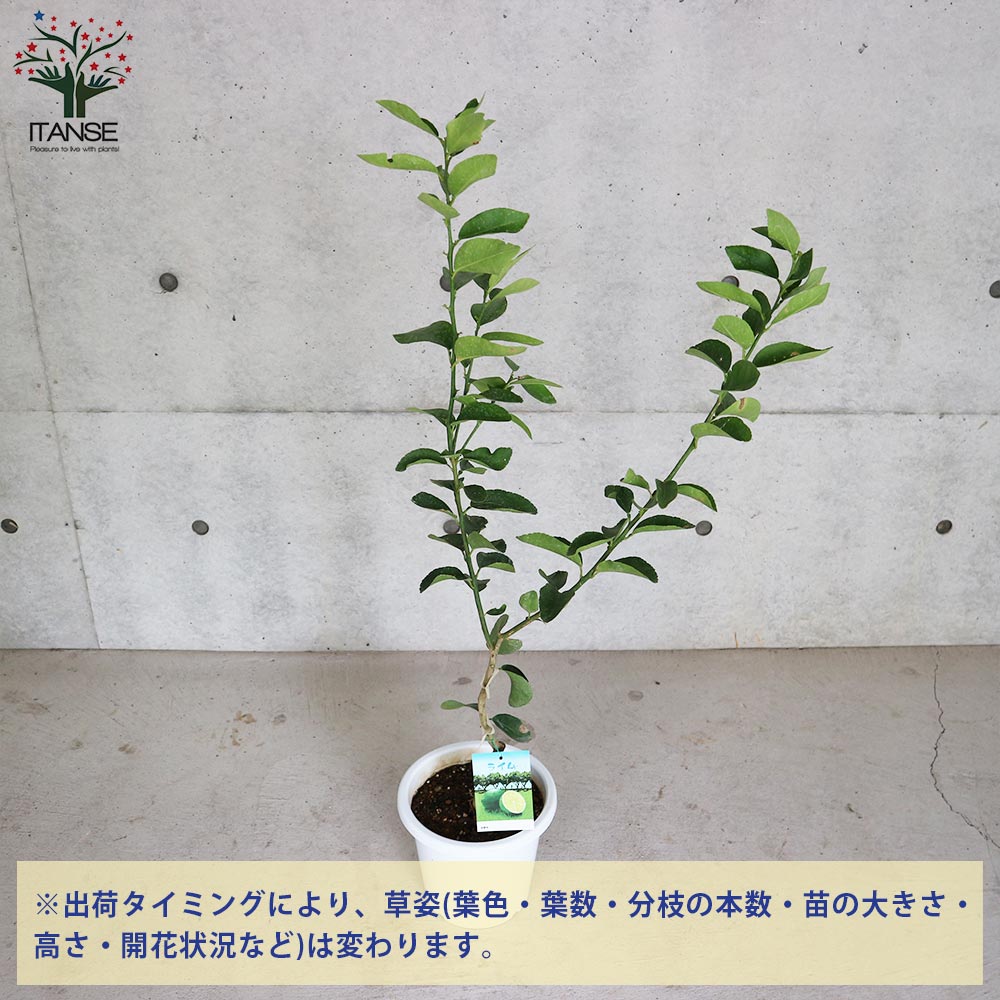 大実タヒチライムの苗木 【果樹の苗木 7号白プラ鉢 しっかり大きい2年生 接木苗／1個売り】