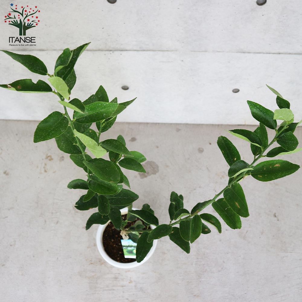 大実タヒチライムの苗木 【果樹の苗木 7号白プラ鉢 しっかり大きい2年生 接木苗／1個売り】