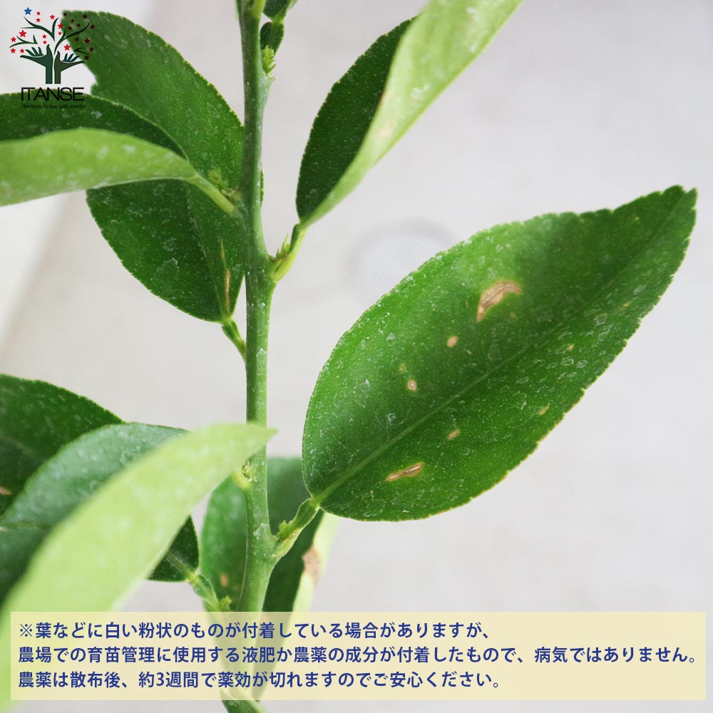 大実タヒチライムの苗木 【果樹の苗木 7号白プラ鉢 しっかり大きい2年生 接木苗／1個売り】