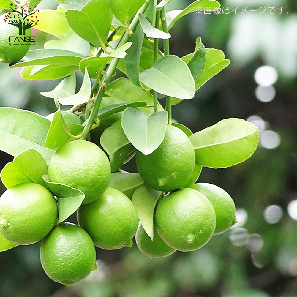 大実タヒチライムの苗木 【果樹の苗木 7号白プラ鉢 しっかり大きい2年生 接木苗／1個売り】