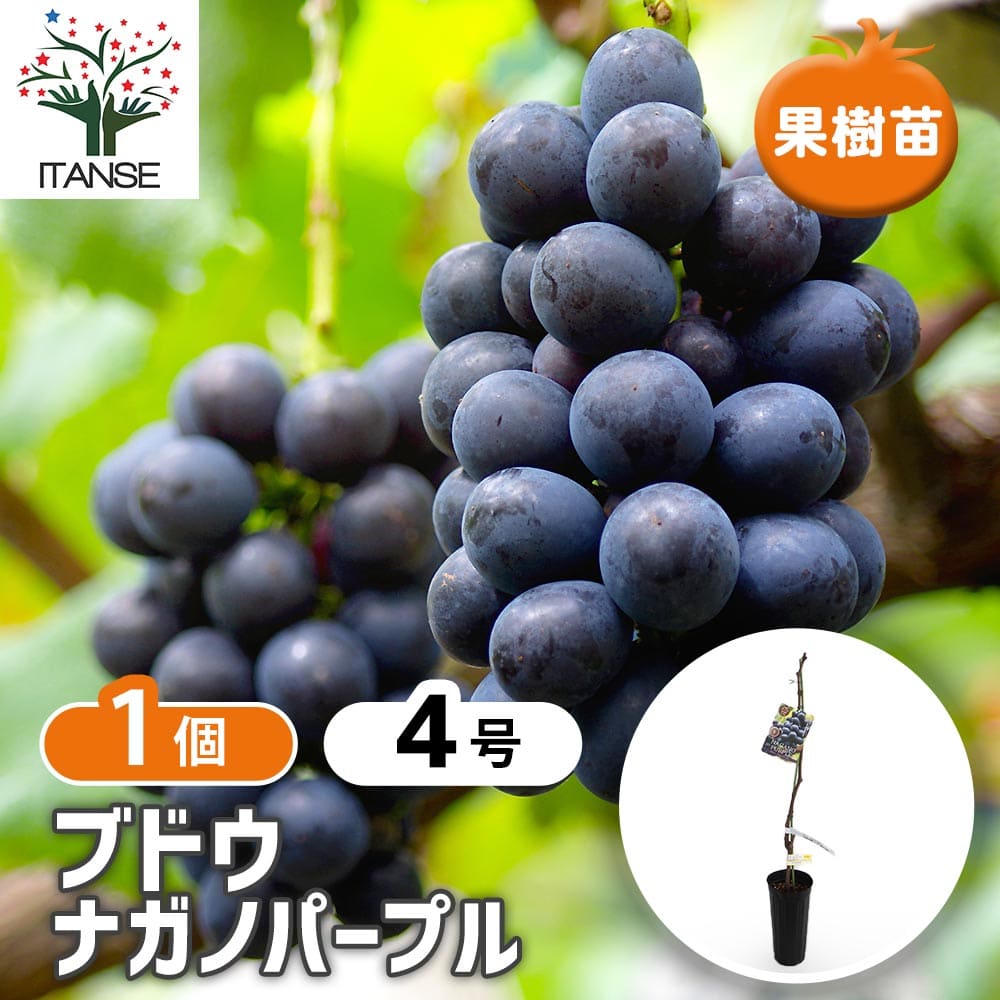 ぶどうの苗 ナガノパープル 【果樹の苗木 4号／1個売り】｜ 【植物の