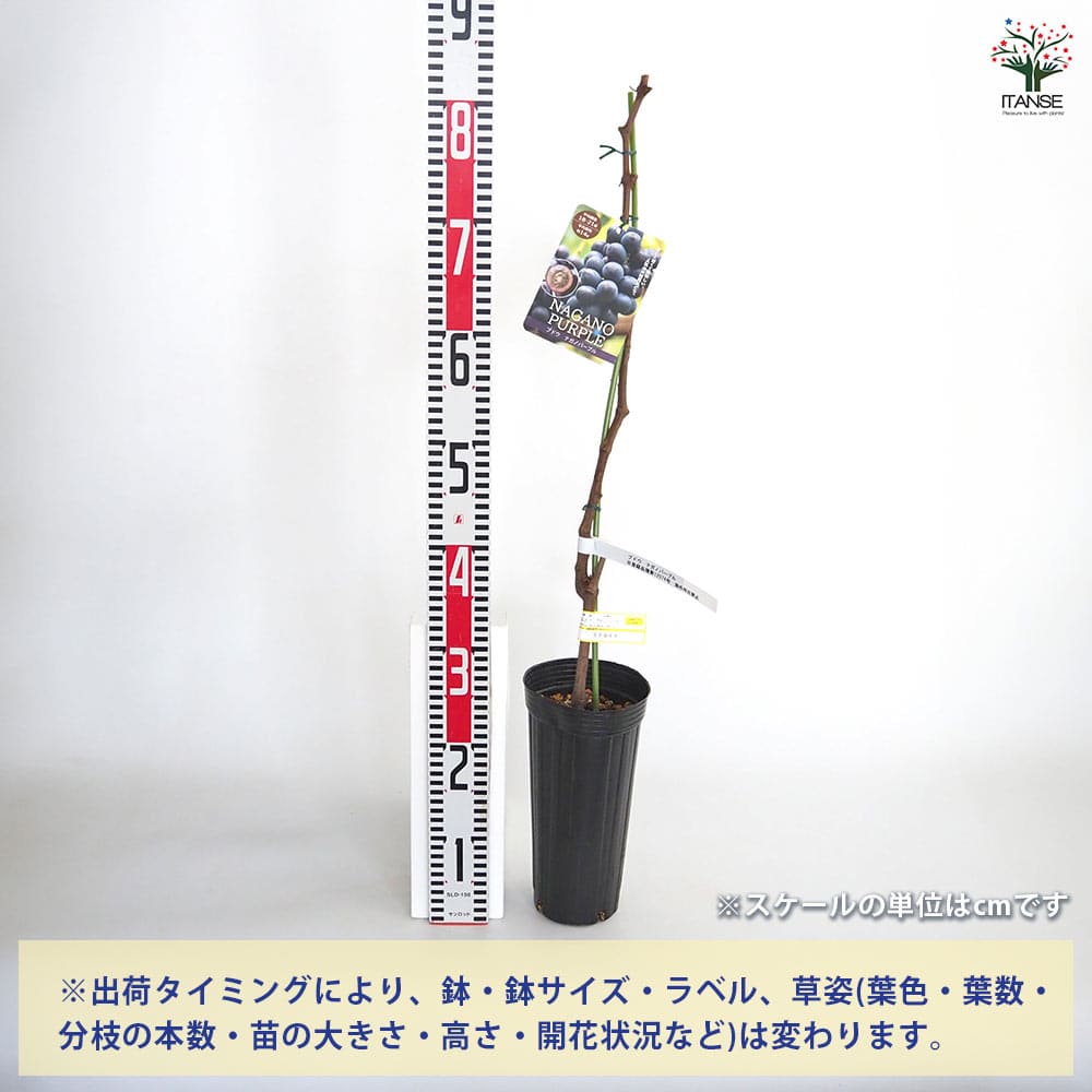 ぶどうの苗 ナガノパープル 【果樹の苗木 4号／1個売り】｜ 【植物の