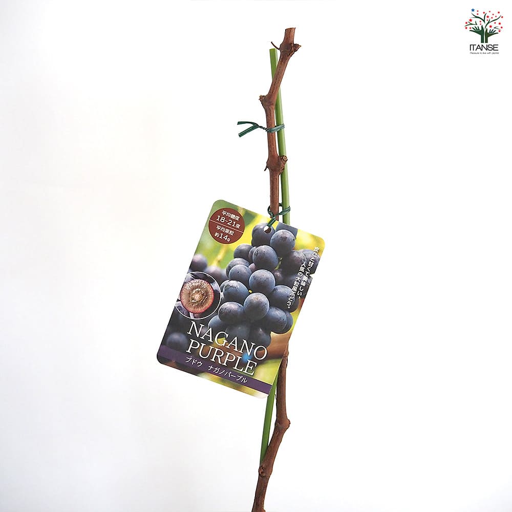 ぶどうの苗 ナガノパープル 【果樹の苗木 4号／1個売り】｜ 【植物の
