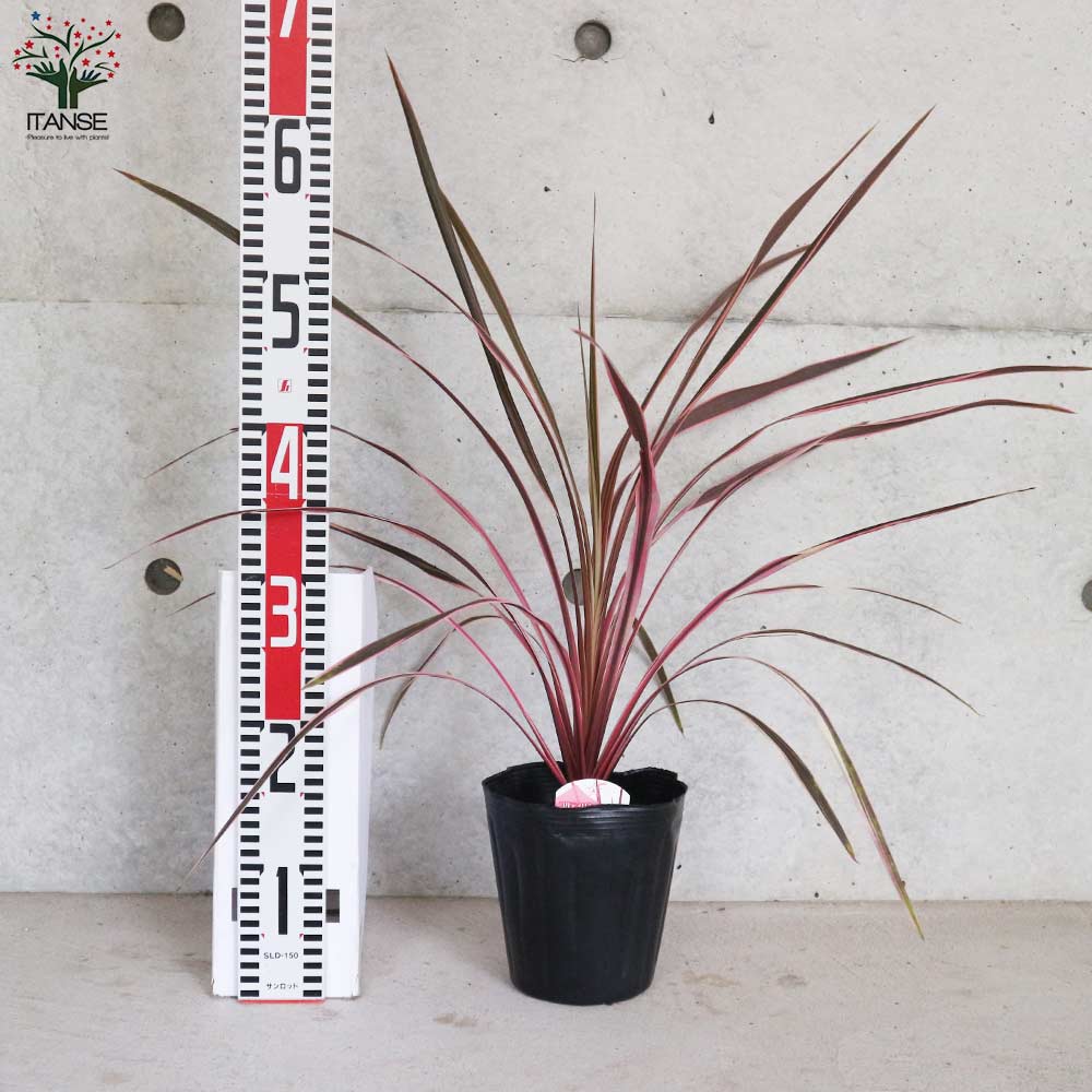 コルディリネ・サウザンスプレンダー 【観葉植物 5号ポット カラーリーフ/1個売り】