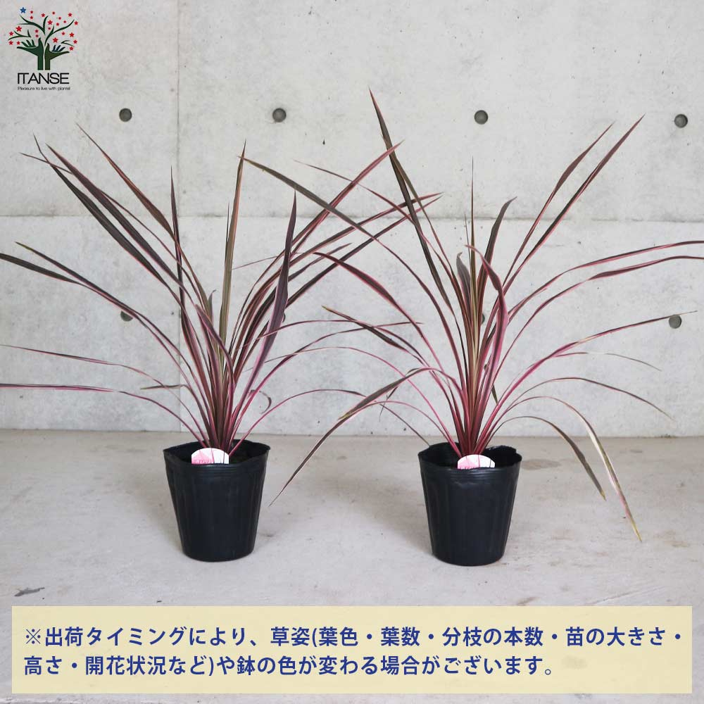 コルディリネ・サウザンスプレンダー 【観葉植物 5号ポット カラー