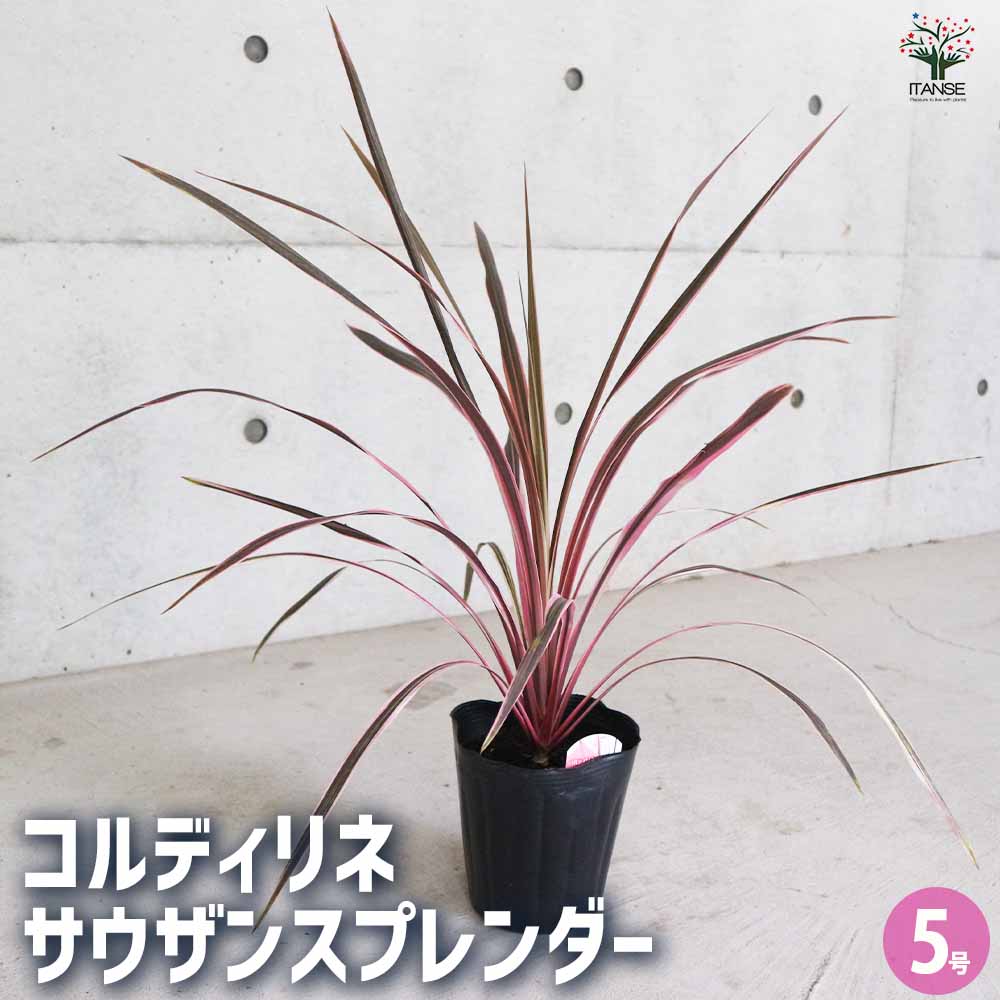 コルディリネ・サウザンスプレンダー 【観葉植物 5号ポット カラーリーフ/1個売り】