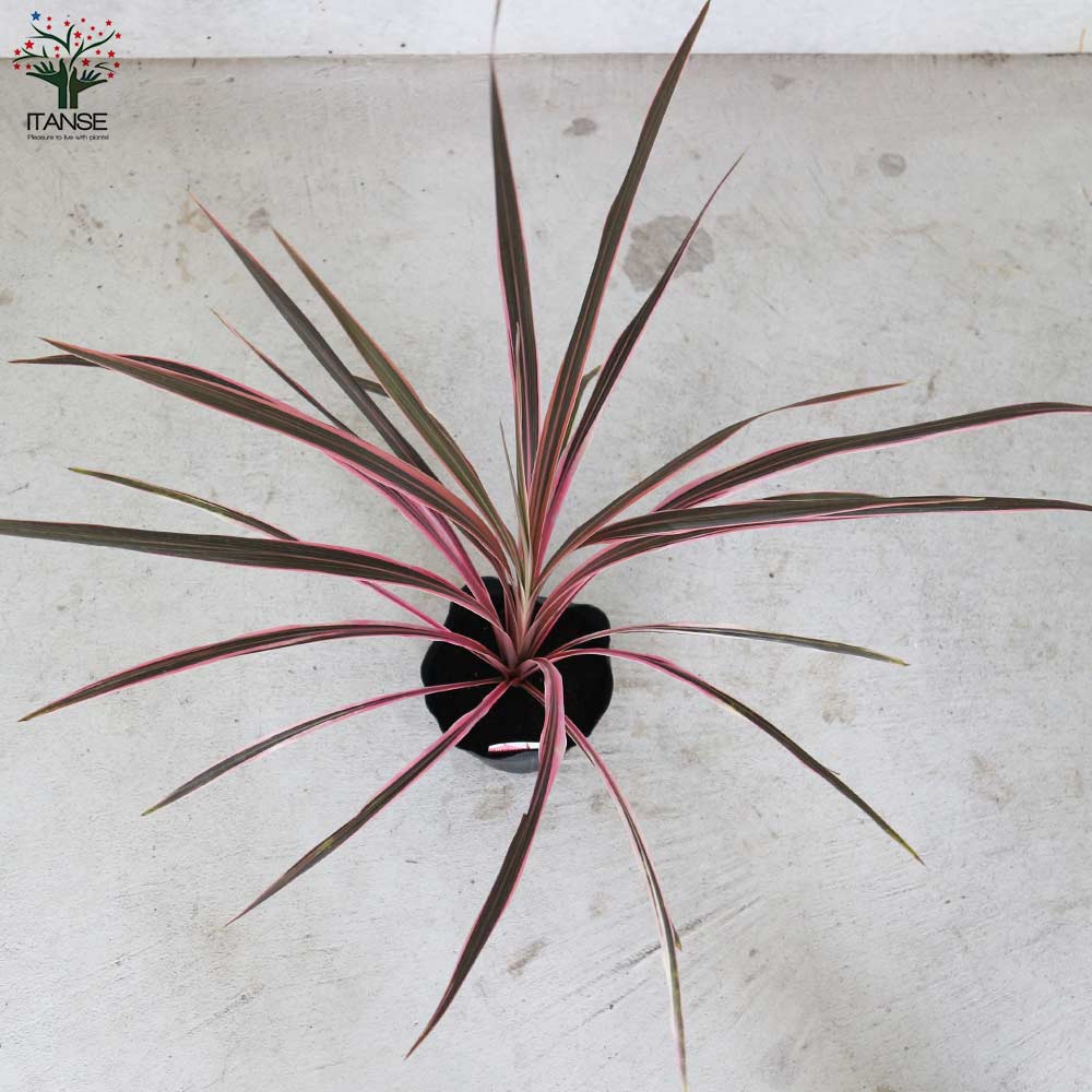 コルディリネ・サウザンスプレンダー 【観葉植物 5号ポット カラーリーフ/1個売り】
