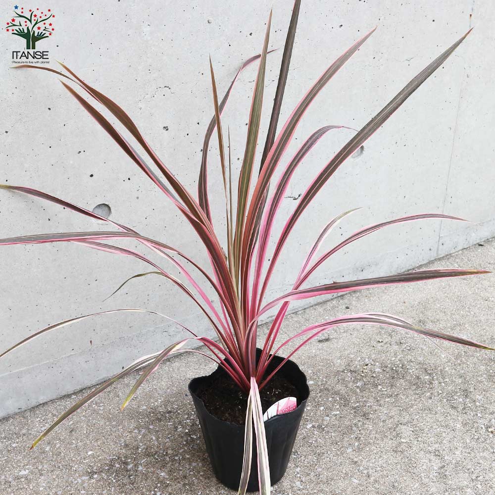 コルディリネ・サウザンスプレンダー 【観葉植物 5号ポット カラー