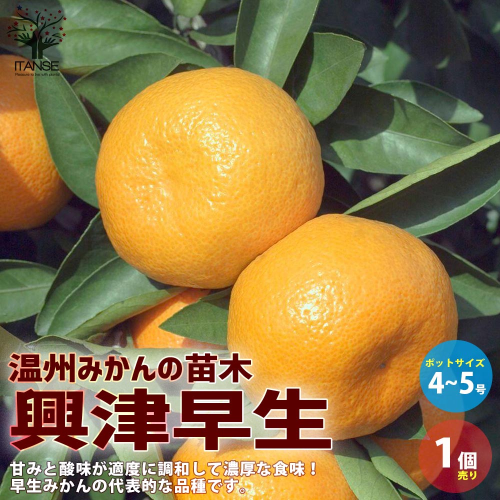 みかんの苗 興津早生(おきつわせ)【果樹の苗木 4～5号ポット 接木苗／1