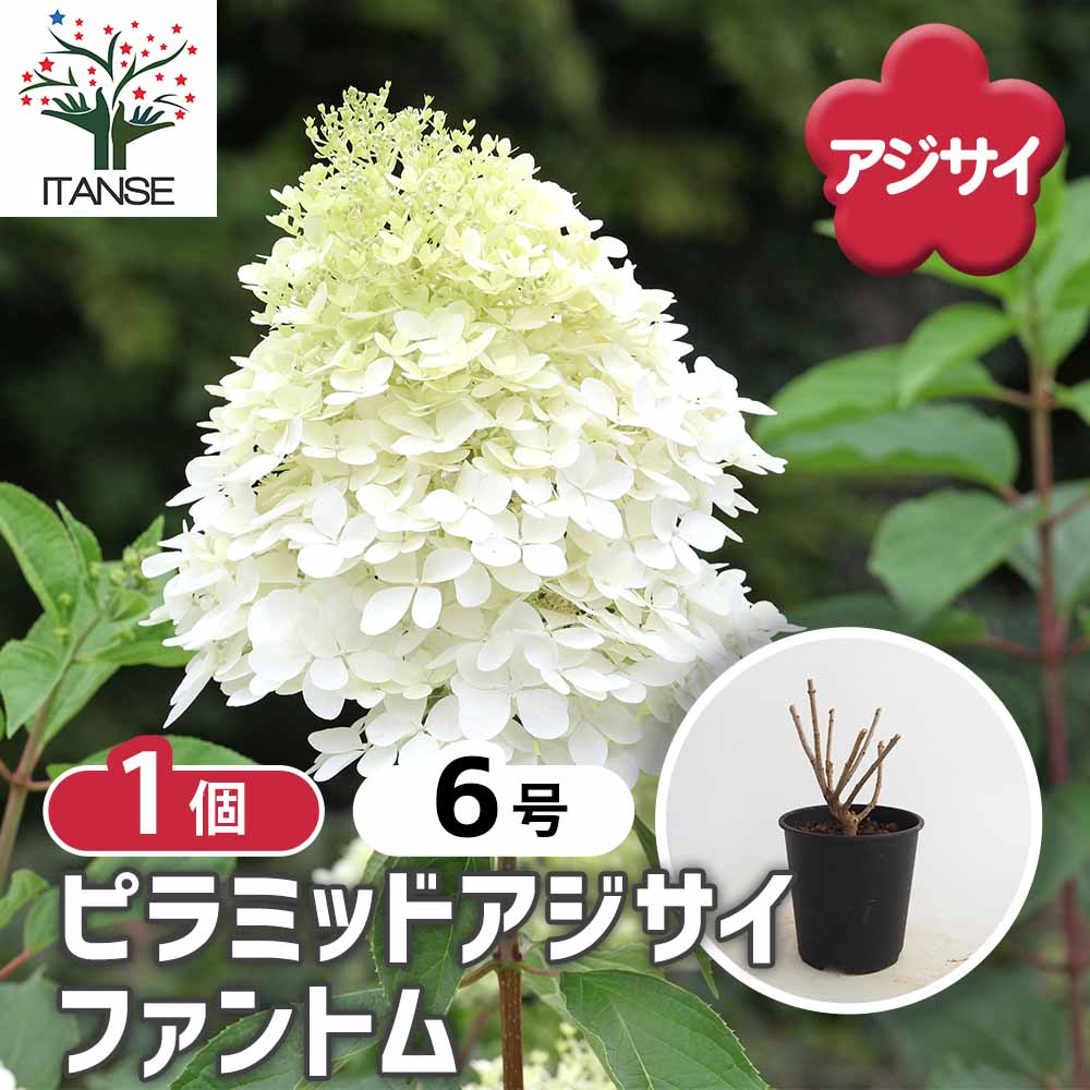 ピラミッドアジサイ ファントム 【花木苗 6号／1個売り】｜ 【植物の