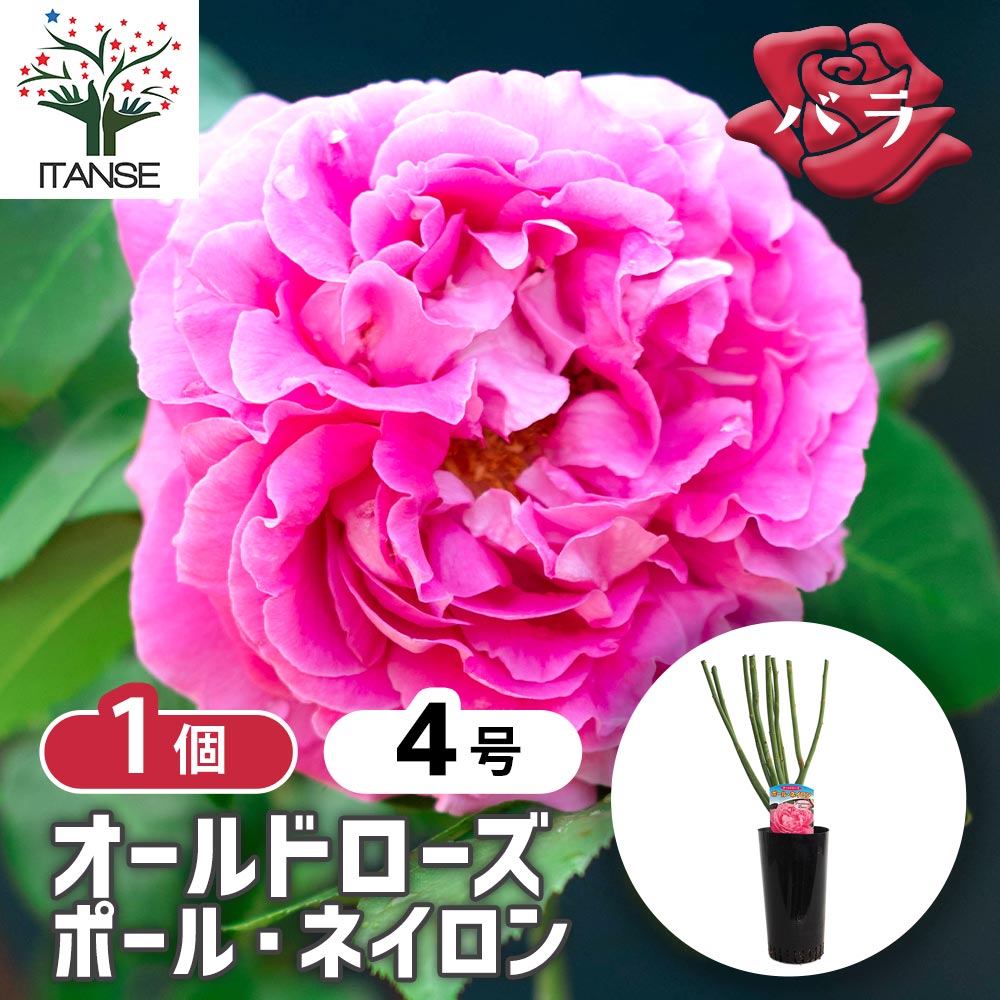 送料無料】 薔薇 ポール ネイロン 【 花苗 接木苗4号／1個売り 】 バラ
