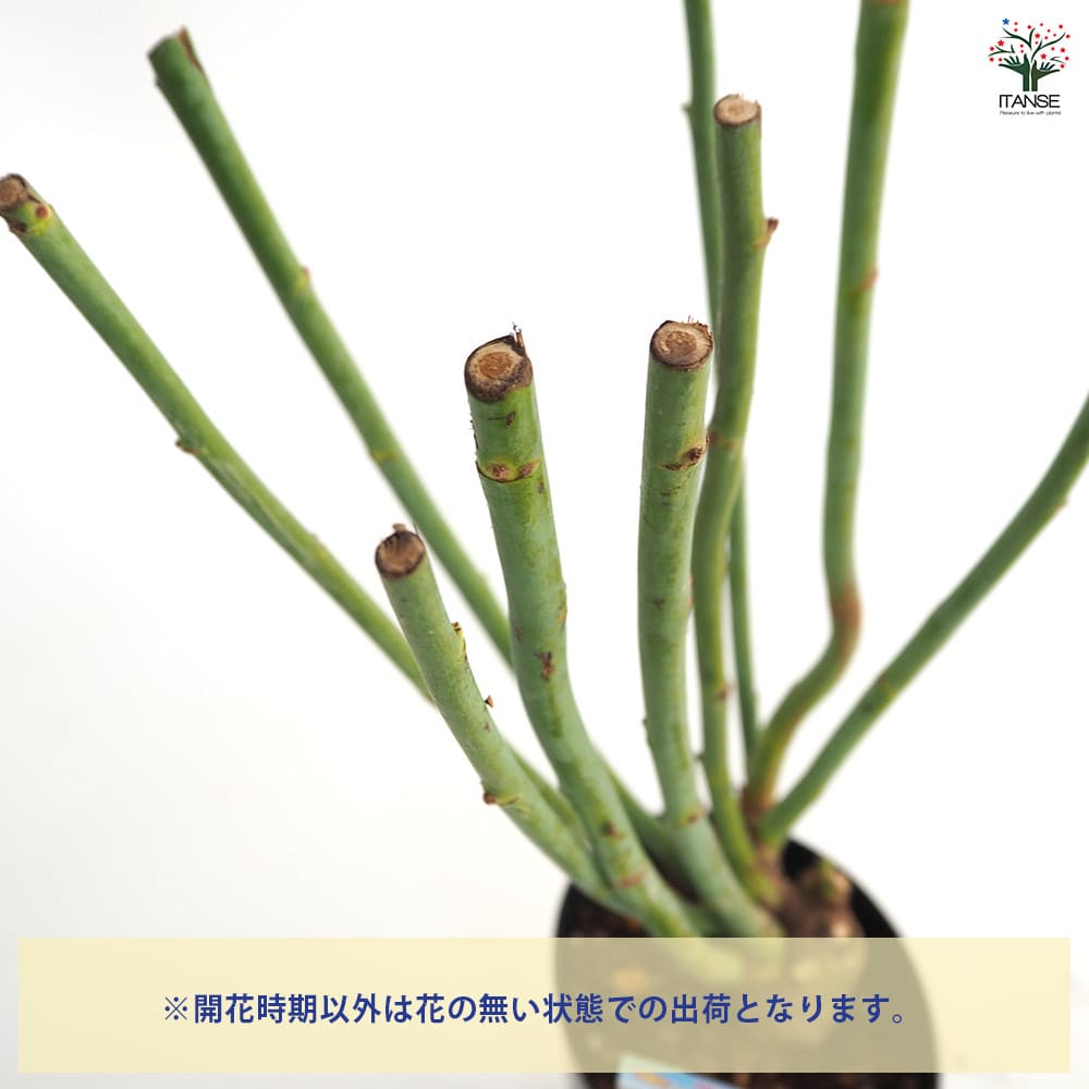 薔薇 ポール ネイロン 接木苗【花苗 4号／1個売り】｜ 【植物の