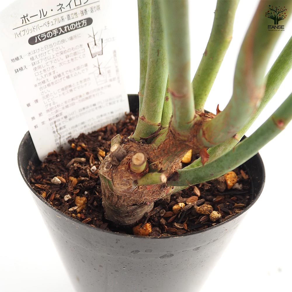 薔薇 ポール ネイロン 接木苗【花苗 4号／1個売り】｜ 【植物の