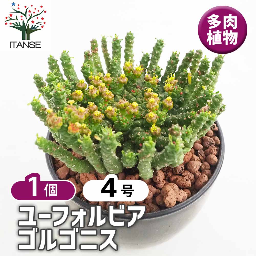 ユーフォルビア ゴルゴニス 【多肉植物 4号／1個売り】｜ 【植物の