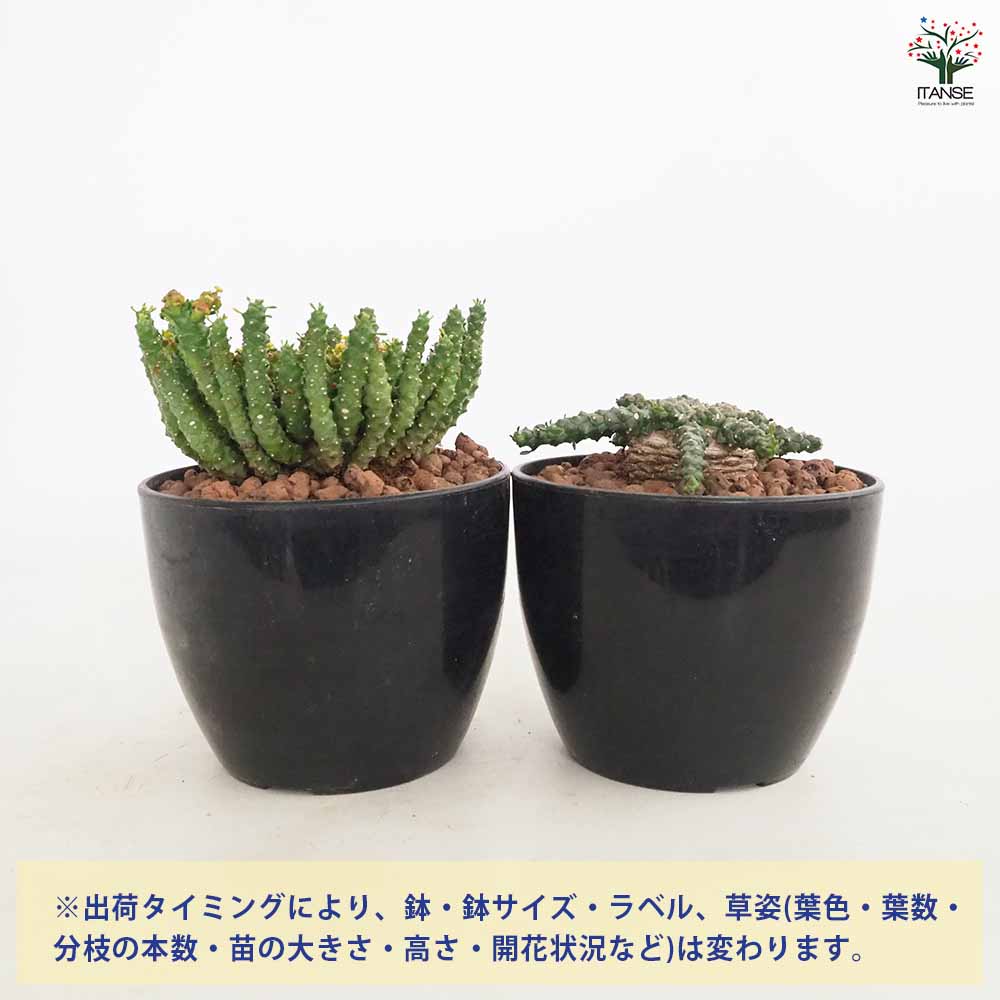 ユーフォルビア ゴルゴニス 【多肉植物 4号／1個売り】｜ 【植物の