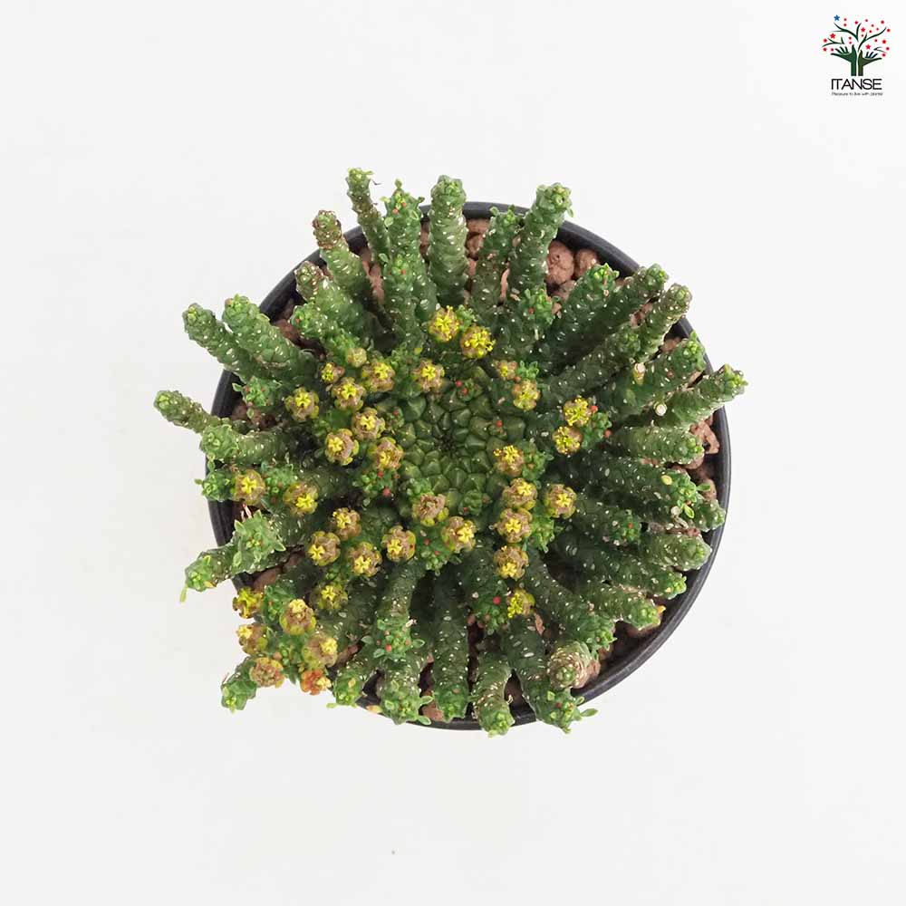 ユーフォルビア　ゴルゴニス　大 ユーフォルビア ゴルゴニス 【多肉植物 4号／1個売り】｜ 【植物の