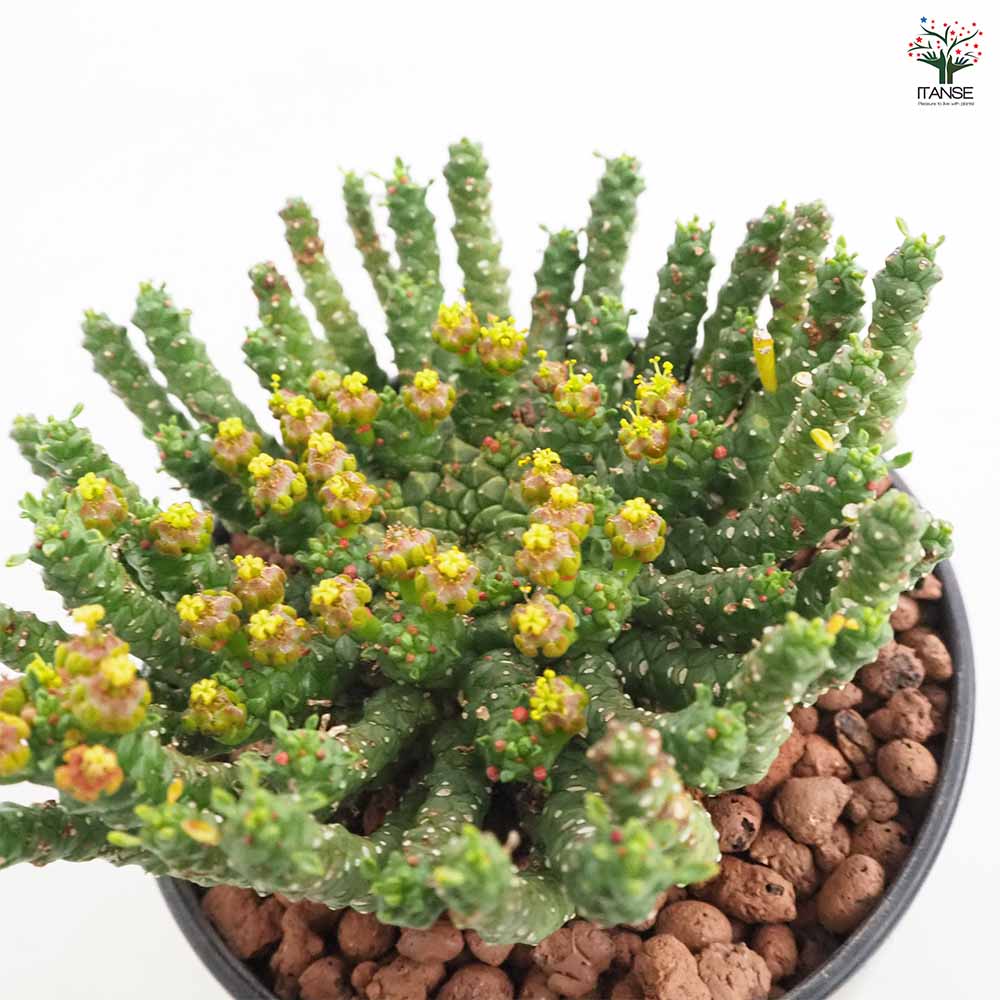 ユーフォルビア ゴルゴニス 【多肉植物 4号／1個売り】｜ 【植物の