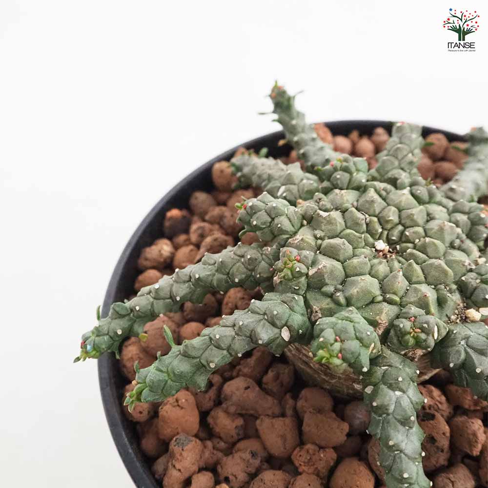 ユーフォルビア ゴルゴニス 【多肉植物 4号／1個売り】｜ 【植物の