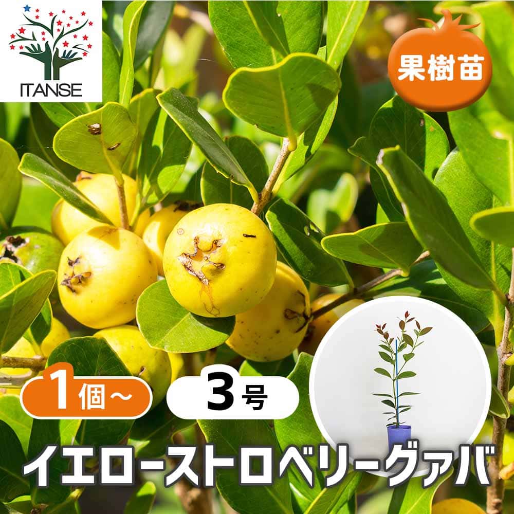 ストロベリー　グァバ　苗　果実・植物・フルーツ・果樹 イエローストロベリーグァバ 【果樹の苗 3号】｜ 【植物のITANSE