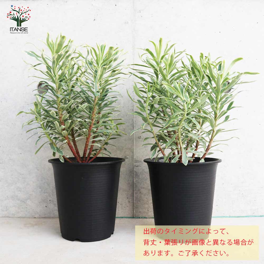 ユーフォルビア シルバースワン 多年草【花苗 5号ポット大苗／1個売り