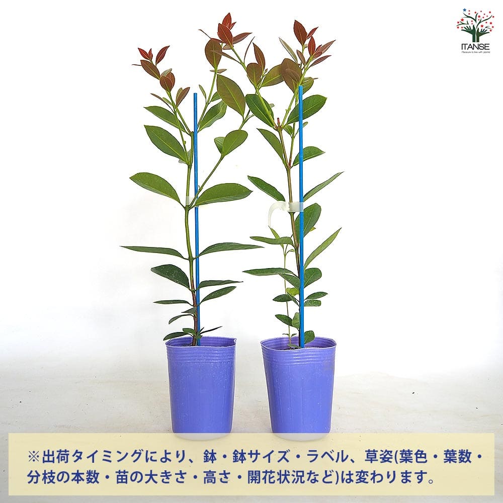 イエローストロベリーグァバ 【果樹の苗 3号】｜ 【植物のITANSE