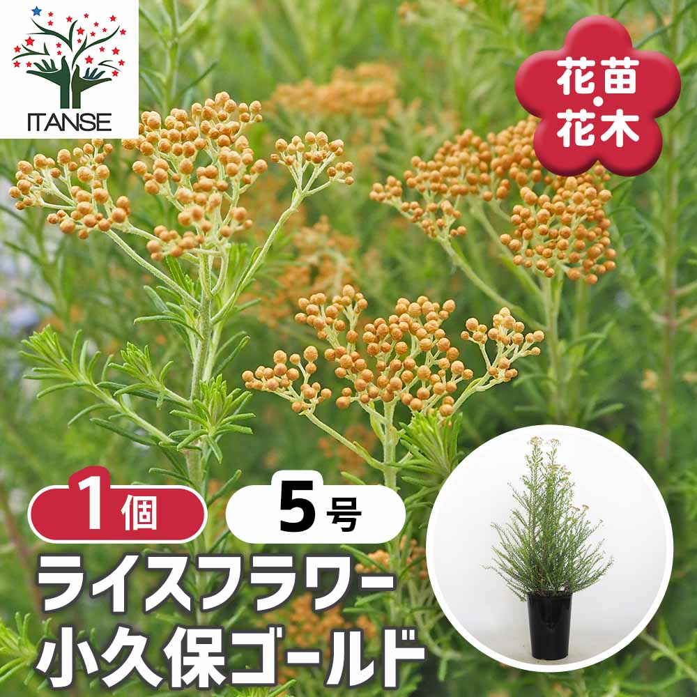 ライスフラワー 小久保ゴールド 【花木苗 5号／1個売り】｜ 【植物の