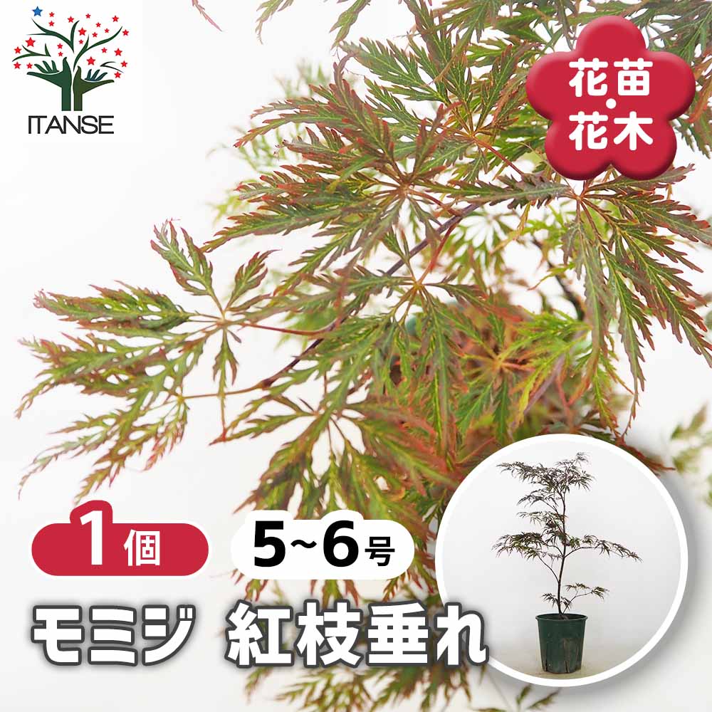 モミジ(カエデ)の苗木 紅枝垂れ 【花木苗 5号／1個売り】｜ 【植物の