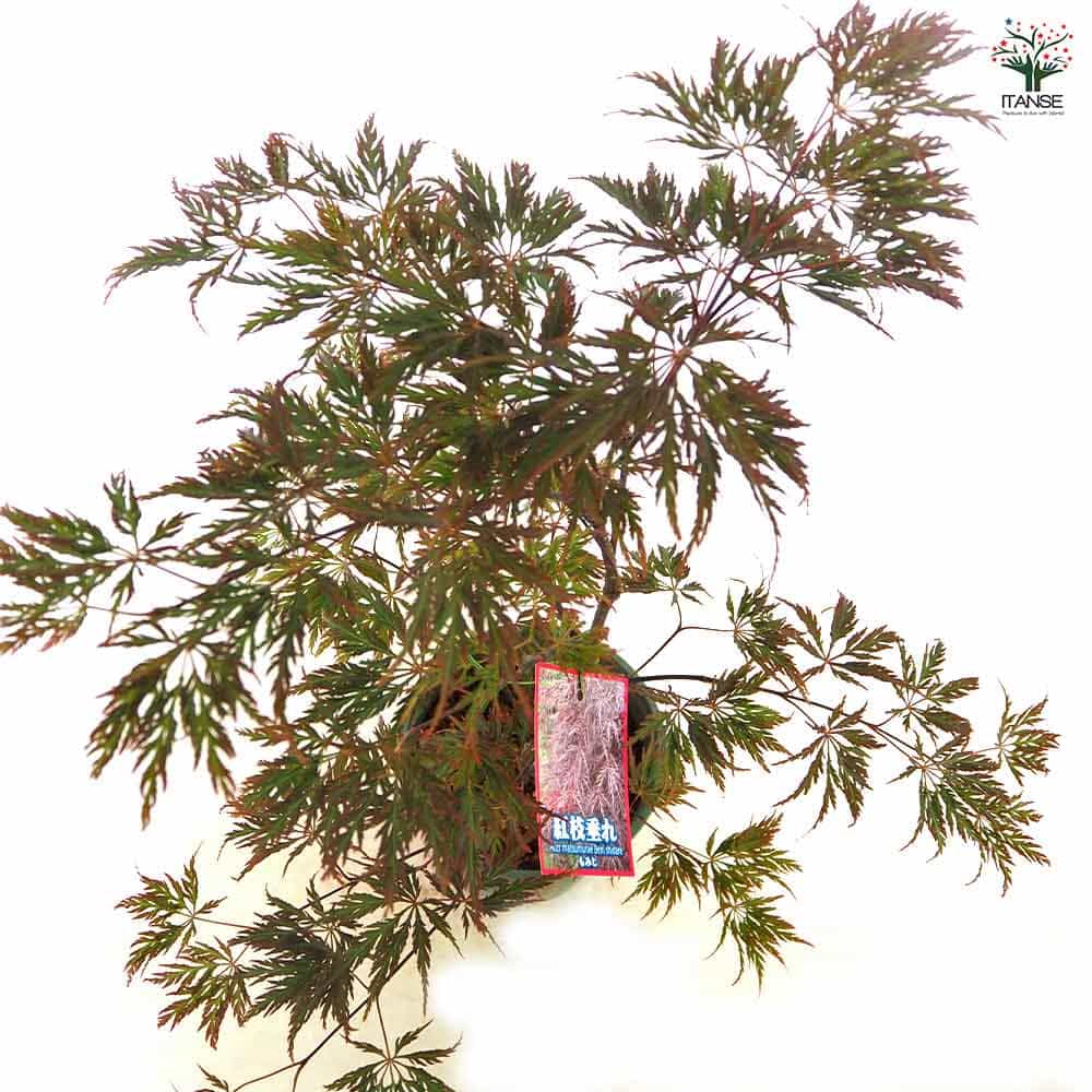 モミジ(カエデ)の苗木 紅枝垂れ 【花木苗 5号／1個売り】｜ 【植物の