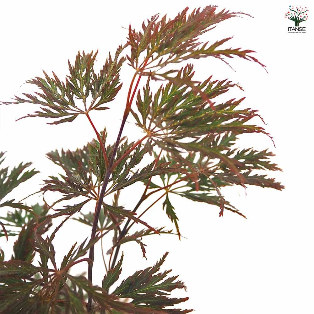 モミジ(カエデ)の苗木 紅枝垂れ 【花木苗 5号／1個売り】｜ 【植物の