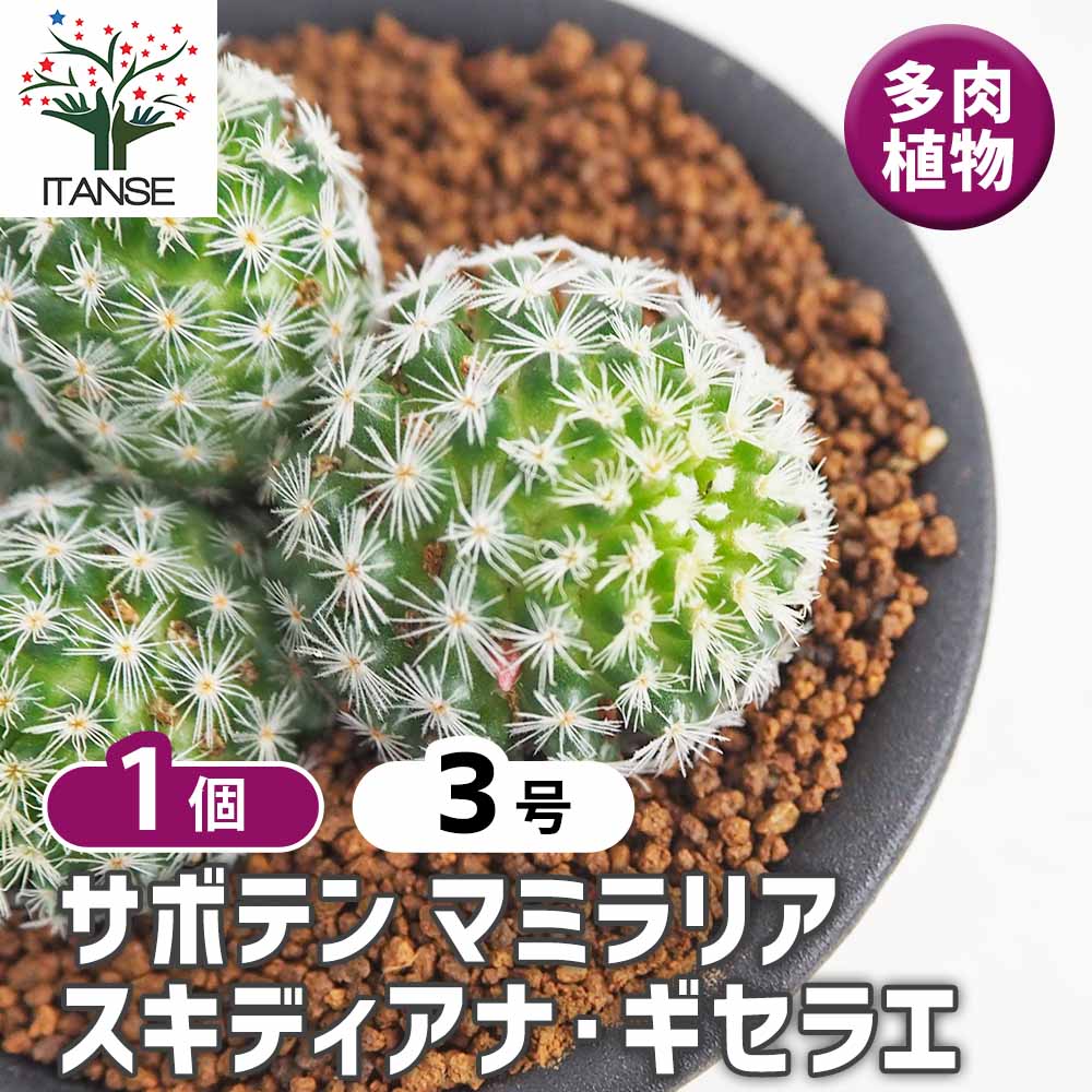 サボテン マミラリア スキディアナ ギセラエ 【多肉植物 3号／1個売り
