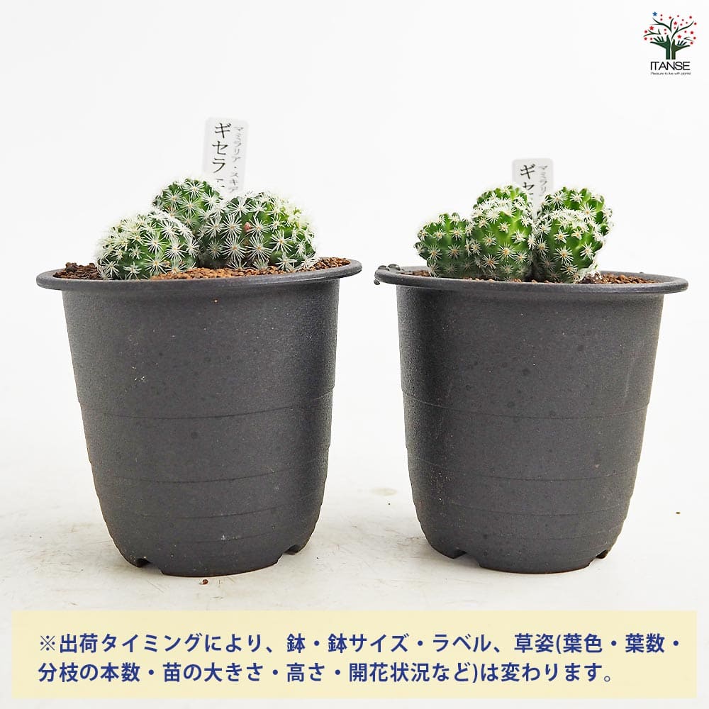 サボテン マミラリア スキディアナ ギセラエ 【多肉植物 3号／1個売り