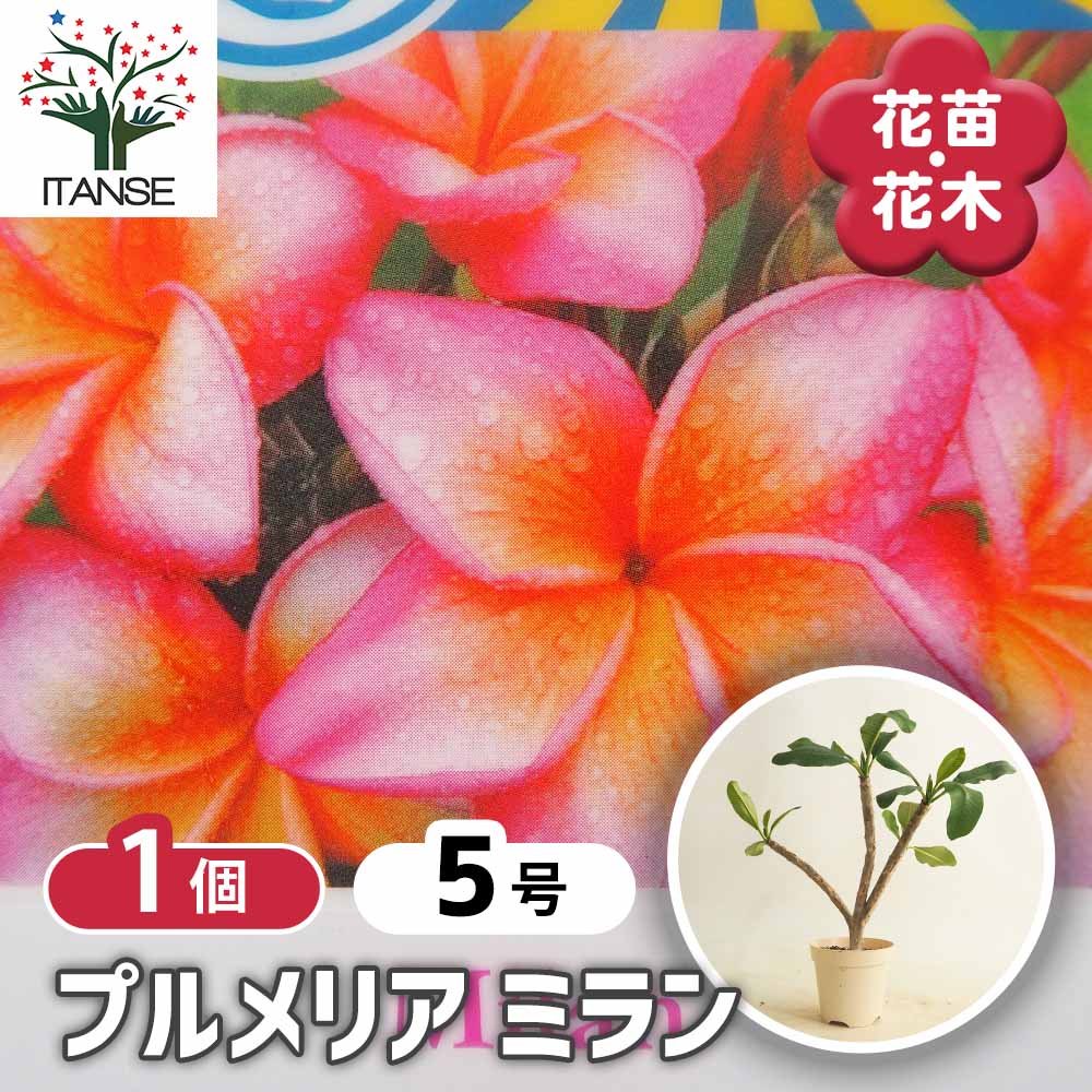 プルメリアの苗 ミラン 【花木苗 5号／1個売り】｜ 【植物の