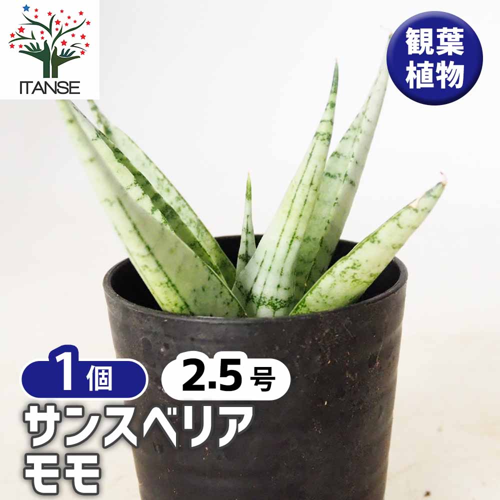 サンスベリア モモ 【観葉植物 2.5号／1個売り】｜ 【植物の