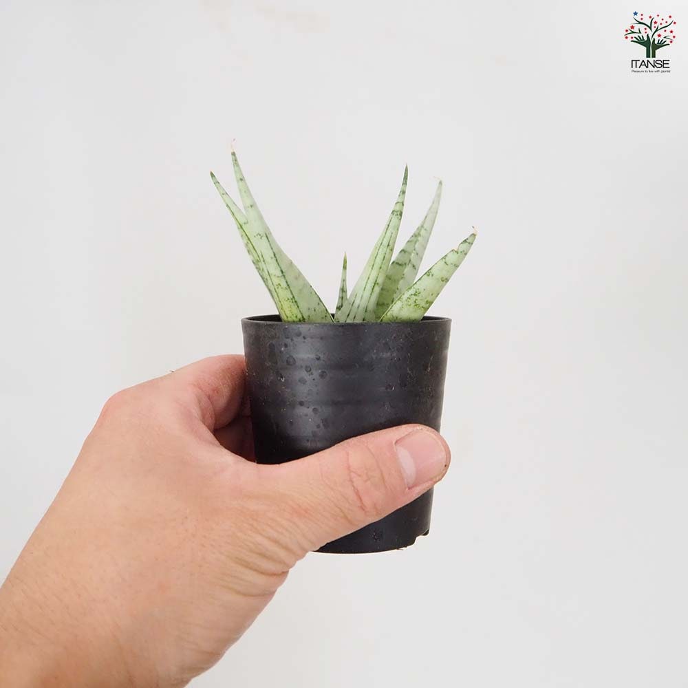 サンスベリア モモ 【観葉植物 2.5号／1個売り】｜ 【植物の