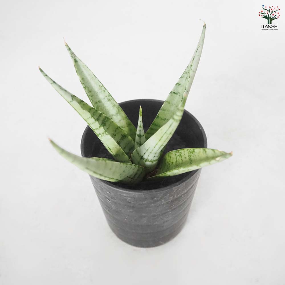 サンスベリア モモ 【観葉植物 2.5号／1個売り】｜ 【植物の