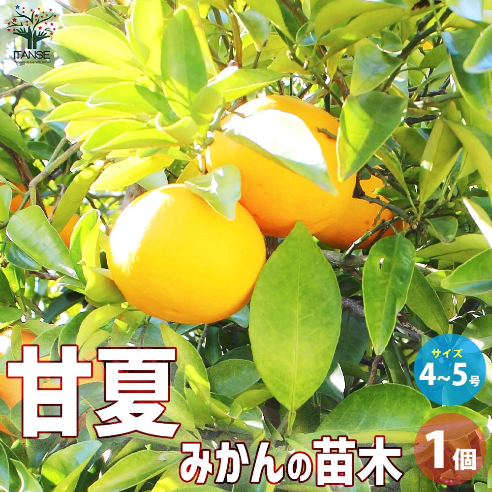 みかんの苗木 甘夏【果樹の苗木 4～5号ポット／1個売り】｜ 【植物の