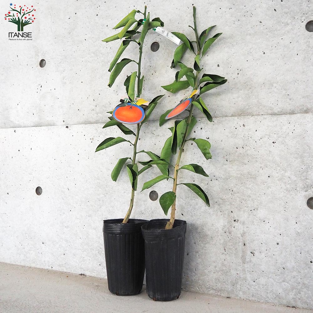 甘夏蜜柑苗木 実が付き 特大株 果樹 みかんの苗木 甘夏【果樹