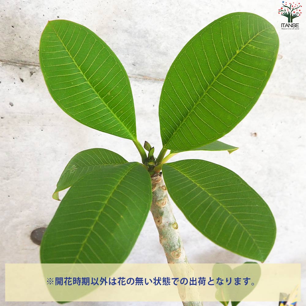 プルメリア苗木 品種：カリフォルニアサンセット【花苗 5号鉢／1個売り