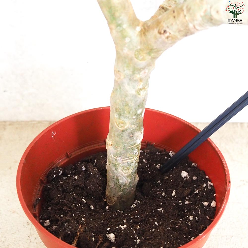 Tahitian Sunset プルメリア　挿木苗　経年株 Tahitian Sunset プルメリア 挿木苗 経年株