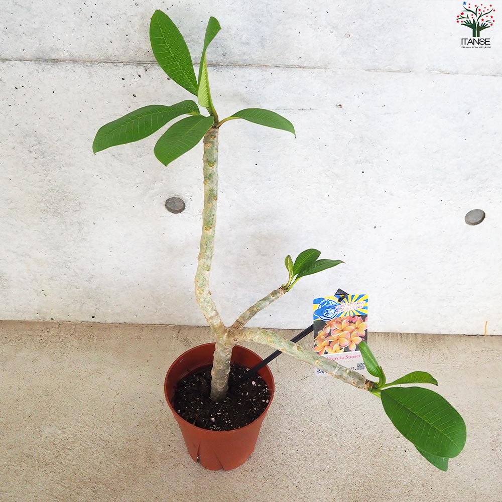 Tahitian Sunset プルメリア　挿木苗　経年株 Tahitian Sunset プルメリア 挿木苗 経年株