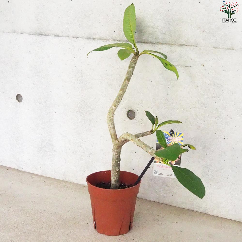 プルメリア苗木 品種：カリフォルニアサンセット【花苗 5号鉢／1個売り