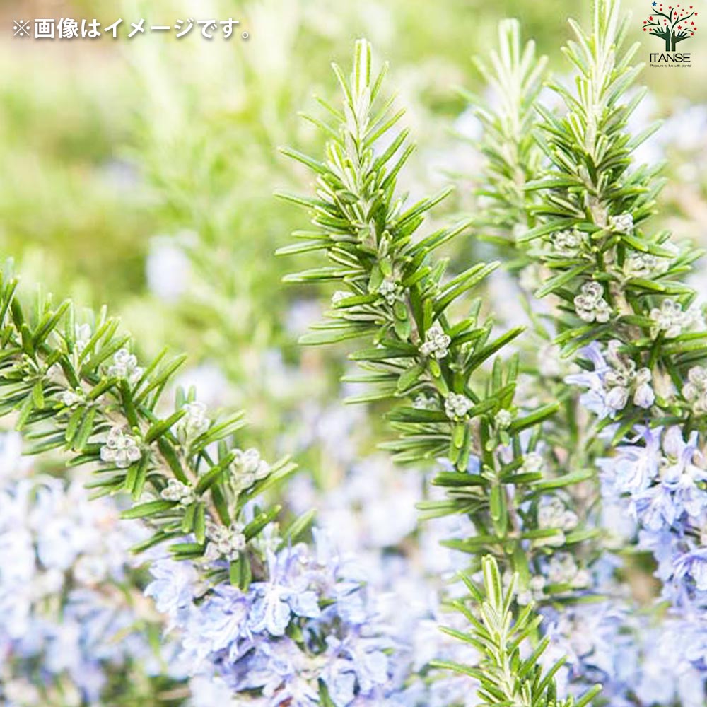 りんごページ　8号ローズマリー　鉢植え済み　高さ90センチ 楽天市場】ローズマリー 8号 ハーブ 鉢植え 販売 苗 苗木 送料
