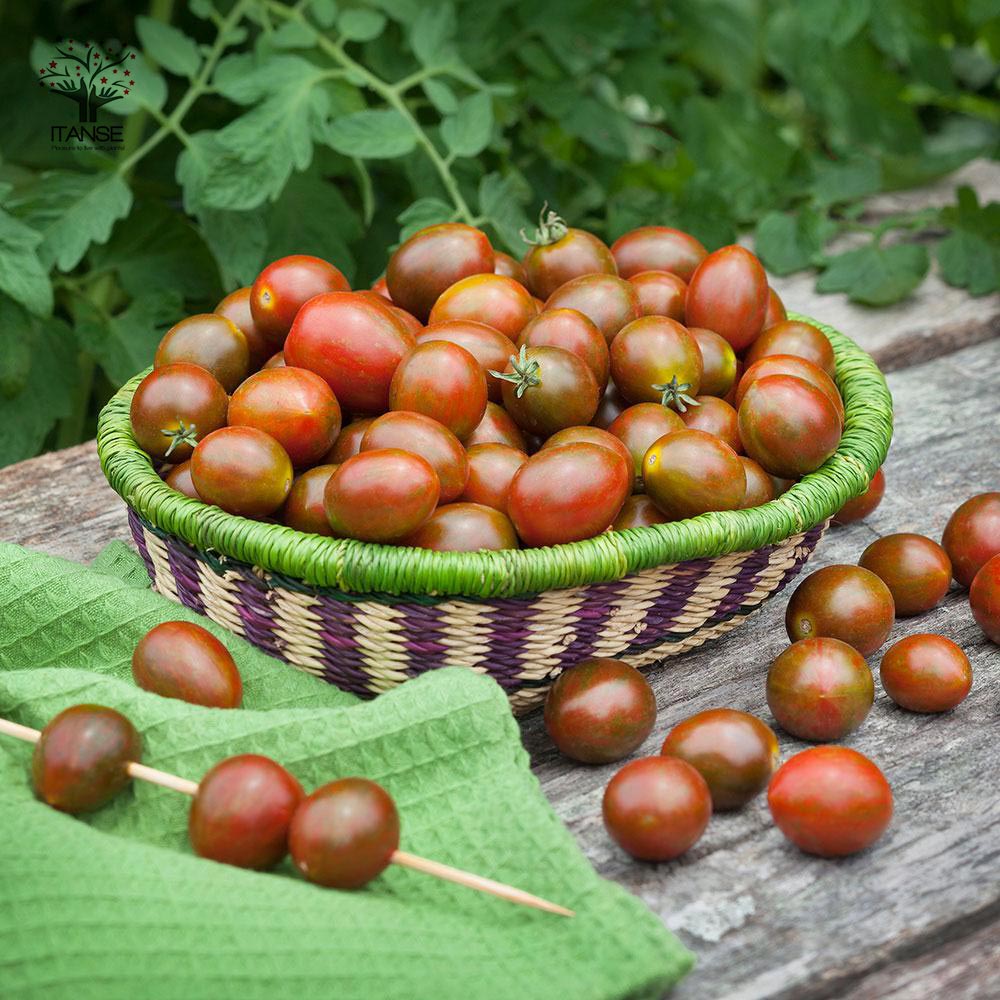 高糖度ミニトマトの苗 チョコアイコ 高糖度・カラフル【野菜の苗 10.5cmポット 自根苗】