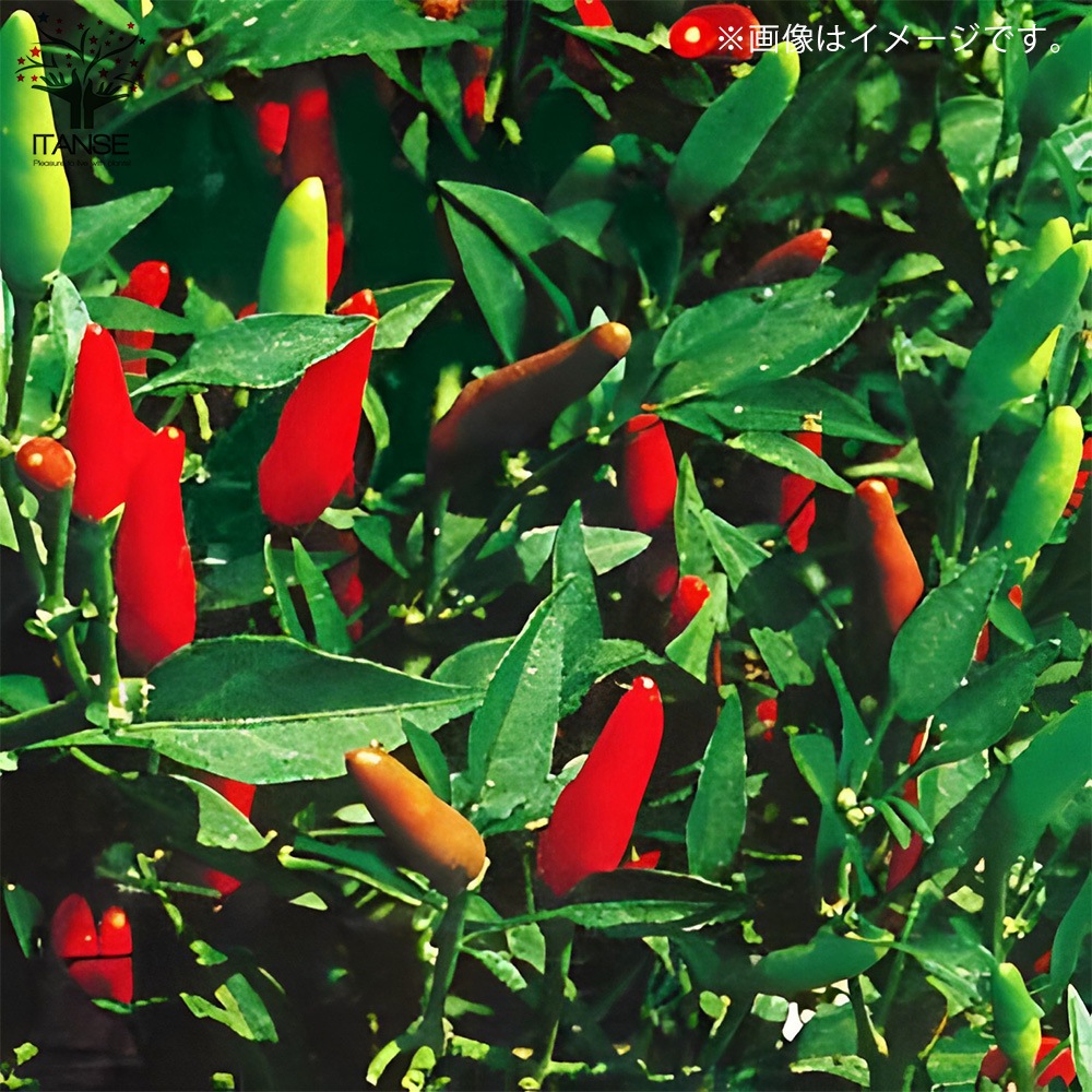 旨辛トウガラシ プチファイヤー【BN硬質18cmポット自根苗/1個+肥料付】