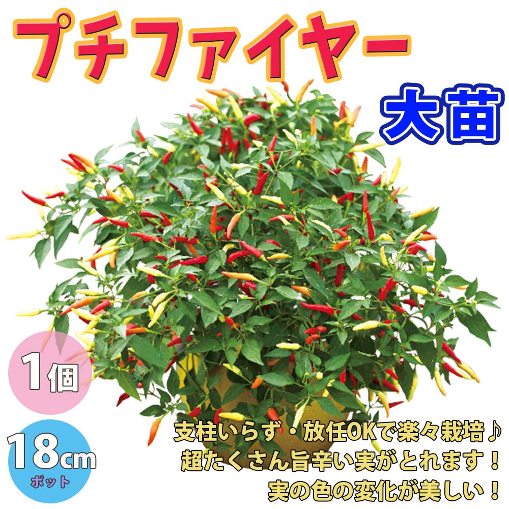 旨辛トウガラシ プチファイヤー【BN硬質18cmポット自根苗/1個+肥料付】
